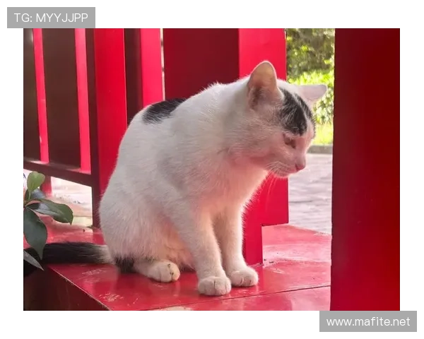 庞伟这日常比赛场还拼？听说他早晨跑步时候连楼下猫都懒得理他了