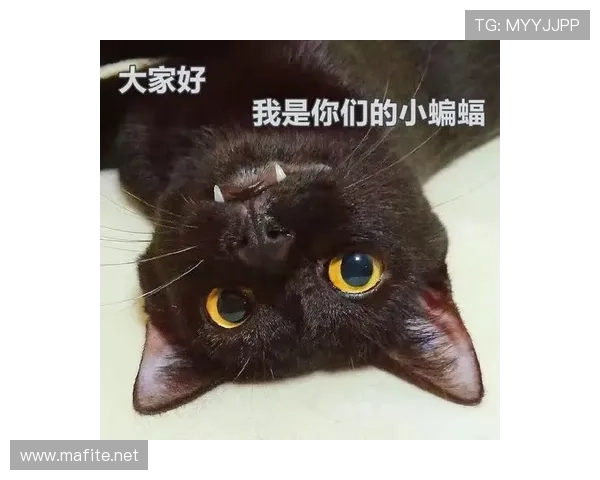 马琳赛场上严厉训话，场下居然成了“爱宠狂魔”，谁能想到他家那只猫比他还要享受人生？